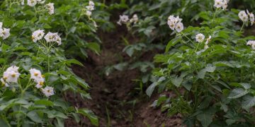 Scottish Agronomy to host annual Potato Trials and Technology Transfer event