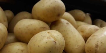 South Africa: No shortage of French fries after ‘anti-dumping’ ruling, sufficient supply of fresh potatoes