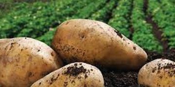 Canada: Upgraded Manitoba facility will allow for innovative potato storage research