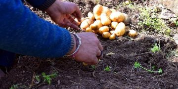 Frost causes heavy damage to potato, vegetable crops in northern India