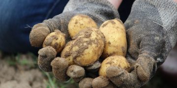 Mintec: EU potato contracts up 20-30% amid higher production costs