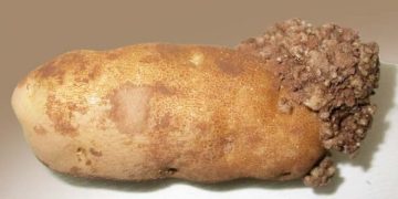 Modernizing CFIA’s P.E.I. Long-Term Management Plan to Address Potato Wart