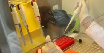 A laboratory for breeding promising varieties of potatoes will be created in the Omsk ANC