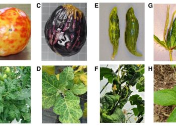 Figure 1 of the study, showing pictures of natural Physostegia chlorotic mottle virus (PhCMoV)-infected plants. Credit: The authors