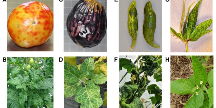 Figure 1 of the study, showing pictures of natural Physostegia chlorotic mottle virus (PhCMoV)-infected plants. Credit: The authors