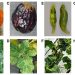 Figure 1 of the study, showing pictures of natural Physostegia chlorotic mottle virus (PhCMoV)-infected plants. Credit: The authors