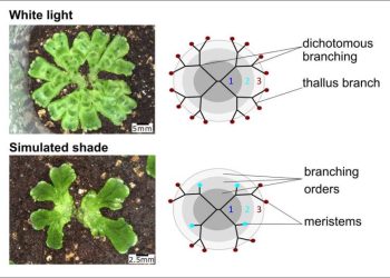 hotographs and branching patterns of two Marchantia polymorpha plants under white light or simulated shade. Credit: © Dolan Lab / Current Biology / GMI