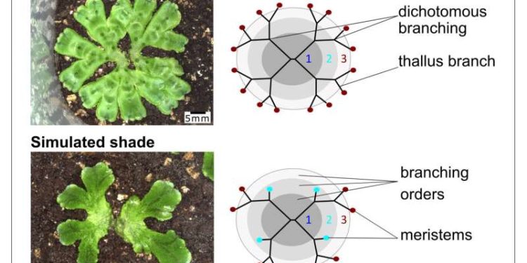 hotographs and branching patterns of two Marchantia polymorpha plants under white light or simulated shade. Credit: © Dolan Lab / Current Biology / GMI