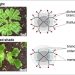 hotographs and branching patterns of two Marchantia polymorpha plants under white light or simulated shade. Credit: © Dolan Lab / Current Biology / GMI