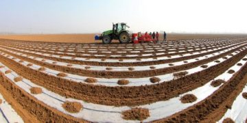 Creating Ideal Soil Structure Conditions for Potato Sowing