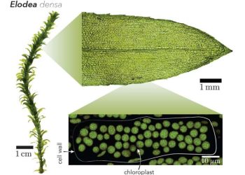 Elodea densa is an aquatic plant. Its leaves obtain their green colour from the many chloroplasts within each plant cell. Credit: Nico Schramma (UvA)