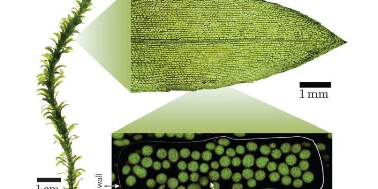 Elodea densa is an aquatic plant. Its leaves obtain their green colour from the many chloroplasts within each plant cell. Credit: Nico Schramma (UvA)