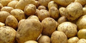 Production of vegetables and potatoes has increased in Kabardino-Balkaria
