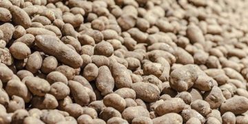 Higher Total Canadian Potato Storage Holdings