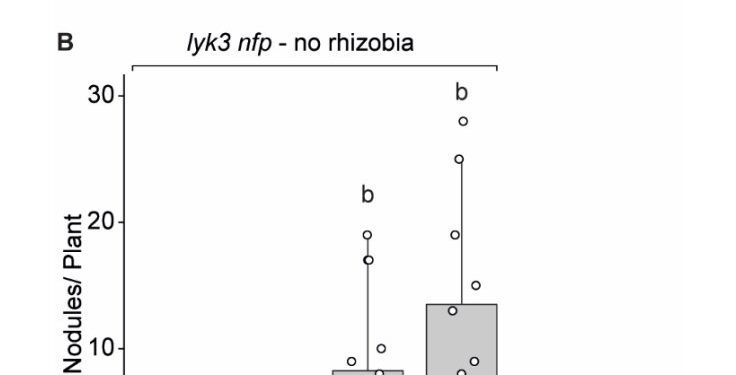 HvRLK4 and HvRLK10 can activate the symbiotic pathway in Medicago. (A) Representative bright-field and YFP fluorescence (transformation control) images of Medicago roots expressing RLK4-2xLaG16 and RLK10-GFP depicted to the right. Scale bar = 1 mm. (B) Number of nodules formed on plants expressing the indicated constructs in the absence of rhizobia. Nodules were counted nine weeks after hairy root transformation. Circles represent individual plants. Numbers below the boxplots specify number of nodulated plants out of total number of plants. Lowercase letters indicate significant differences between samples [analysis of variance (Kruskal-Wallis) and post-hoc analysis (Dunn’s test), p < 0.05]. Credit: Science (2023).