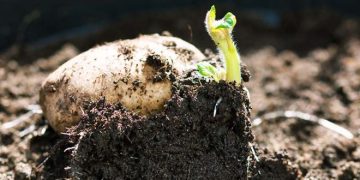 Promoting the Scottish Seed Potato Industry