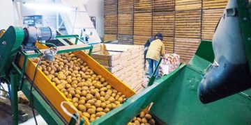 Canadian Potato Storage Holdings Trends for January