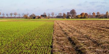 Weeds-off Quinoa. It Fits Well Into Potato Crop Rotation