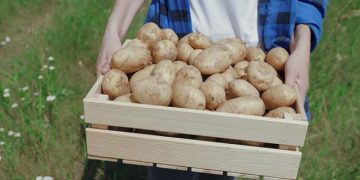 The European Potato Demand Improved Over the Winter Holidays