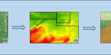 Study shows variable-density planting can be a cost-effective tool for weed control