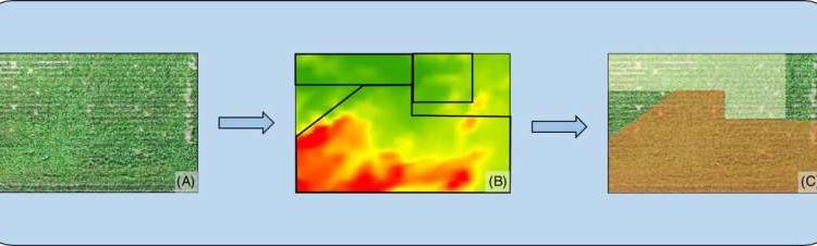 Schematic representation of (A) an aerial image using an unmanned aerial vehicle (UAV) to scout fields in year 1, (B) detection of areas of high (orange) and low (yellow) weed density in year 1, and (C) implementation of year 1 weed maps to calibrate precision planter to plant in high (red) and low (green) crop densities in year 2. Credit: Weed Science (2022).