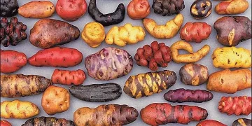 History of potato cultivation. New rubric for all countries of the world