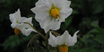 Two proteins join forces to make flowers