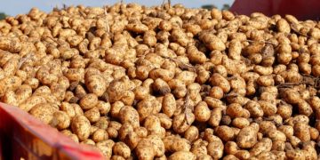 Belgians continue to be attracted to Dutch potatoes