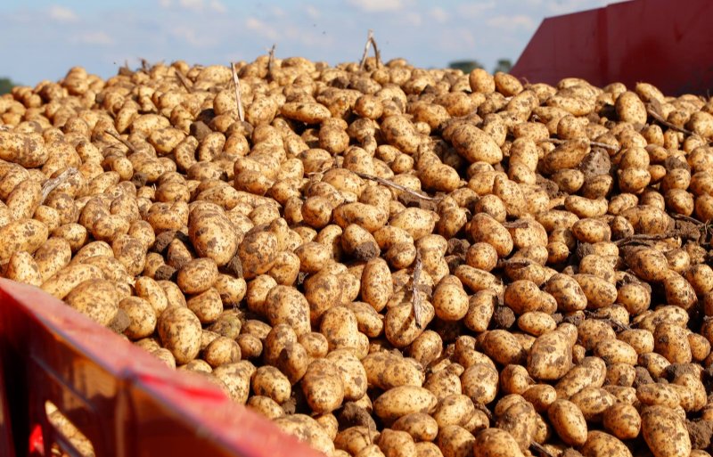 Belgen blijven aangetrokken tot Nederlandse aardappelen