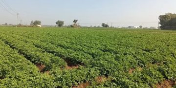 North Gujarat: Land of Potatoes for Processing