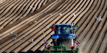 The position of the potato producer has improved significantly in a demanding market