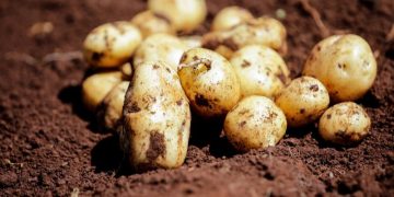 Solynta and Freshcrop are collaborating on hybrid potatoes in Kenya