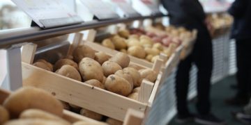 HZPC Expects 10% Revenue Growth