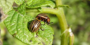 In Britain, created a database of genomes of the most dangerous pests of agricultural crops