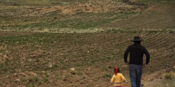 Drought and frost batter vital potato crops in Bolivia