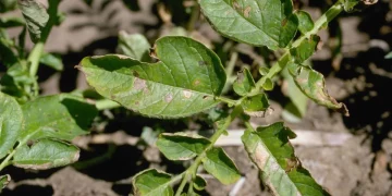 Early Blight Potatoes: Causes, Symptoms, and Effective Control Measures