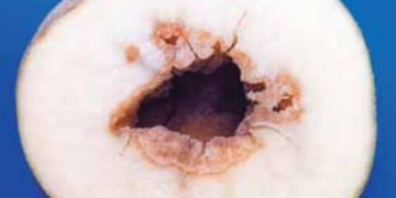 Brown Center and Hollow Heart