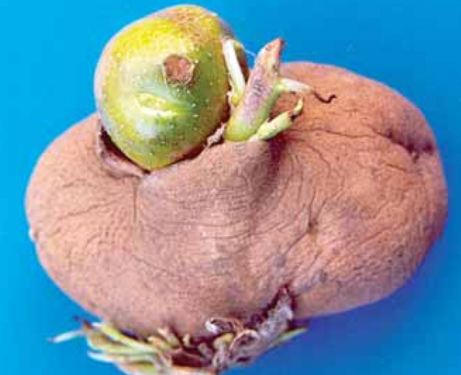 A new tuber has
formed inside the
mother tuber.