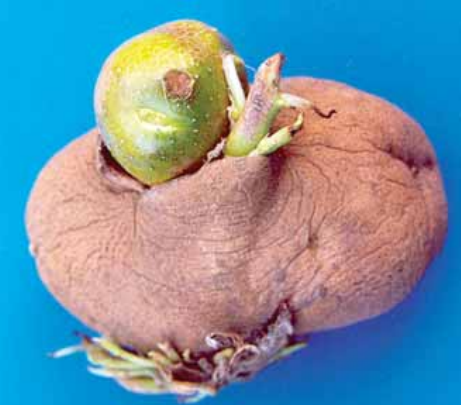 Sprouts a-staigh