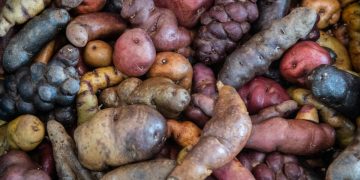 History of Potato Cultivation: A Comprehensive Look at its Global Impact