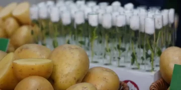 Potato varieties of domestic selection will be presented at the POTATO-2023 exhibition