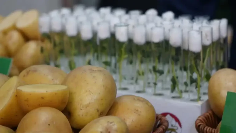 Potato varieties of domestic selection will be presented at the POTATO-2023 exhibition 26 Potato varieties of domestic selection will be presented at the POTATO-2023 exhibition