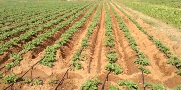 Optimal use of drip irrigation in potato farming with sensors