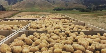 Despite challenges, spuds remain a billion-dollar business in New Zealand