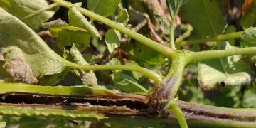 Understanding Potato Blackleg: Symptoms, Causes, and Prevention