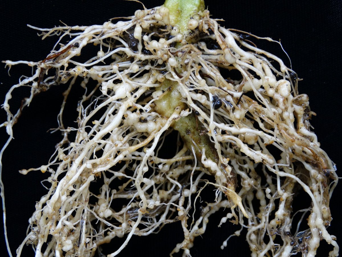A’ Tuigsinn Nematode Cyst a’ Bhuntàta: Comharraidhean, Casg, agus Smachd