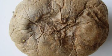 Preventing and Treating Potato Fusarium Dry Rot: A Comprehensive Guide