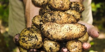Washington State potato farmers heading to the US capital for Potato Day