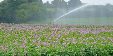 UK: Suffolk’s potato sector shrinks as farmers’ costs rise