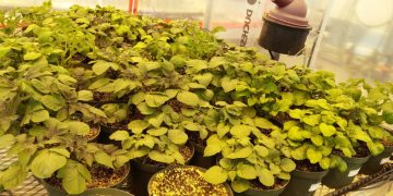 Canada: Antioxidants, a booster shot for late blight prevention in potatoes